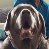 doggiedazemahoney