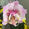 orchids_life_lana