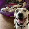 hart_animal_adoption