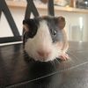 rubytheguineapiggirl