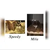 speedy_mila