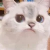 vimojifuji2