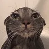 stingrayrocky