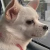 chuchokieuhanh