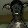 the_o735