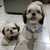 chikican_2408