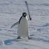 nicosuccu1