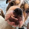 jaffacakethebully