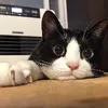 thecatlover10100020202