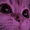 xo4y_kakatb2023