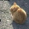 spoopy_katze