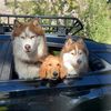 bigpawhusky