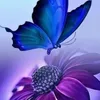 ruyam.11
