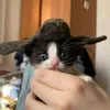 kot_keka