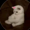 sofy_4497