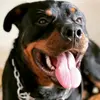 rottweilerogum