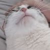 buncbunc