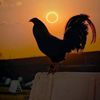 elgalloblack1