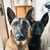 malinois.sisters