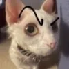 wabama1