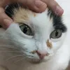 angrycat101