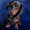 Oakley the Dachshund
