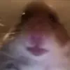 paradonobailaaaw