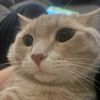 tinywallcat