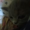 paula_1854