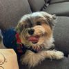 miles_morkie