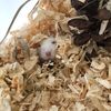 cikothehamster