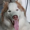 cadaini