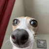 randomthings.com.org.fi