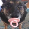aaron_pit1
