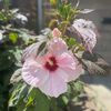 brighthadnwyliesmom