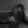 dattbenhh