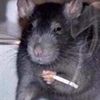 ratthewlouisiv