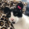 cat1are