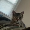 puma_kitties