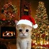 diogo_ribeiro._