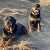 rottweilerluvnz