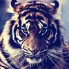 s.rayan1