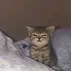 lzzim.exe