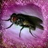 insectofyourdreams