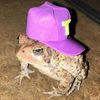 swaggyfrogs