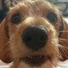 sheppyboo