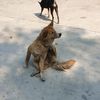 toeiitoeiidog