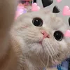 punggungp