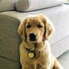 thegoldiegirlluna