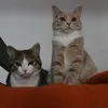 fantaepollythecats